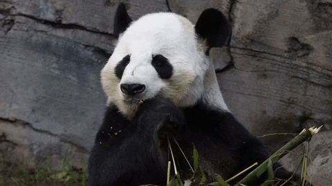 Hungry Panda Bear GIF by ZooATL