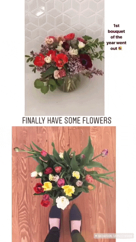 daniellefulawka giphyupload GIF