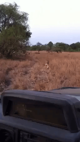 Lion Pays Tourists a Visit in National Park