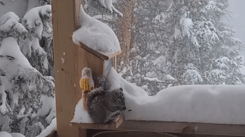 Squirrel Takes Cover as Blizzard Dumps Almost 3 Feet of Snow Near Denver