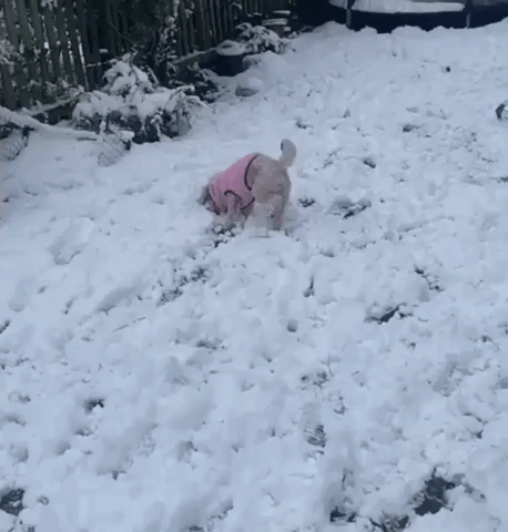 London Family Enjoys Snow Day as Winter Weather Grips UK