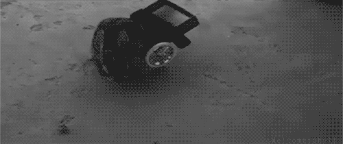 black and white rabbit GIF