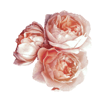 AwakenDea goddess affirmation awaken dea Sticker