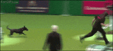 fail dog show GIF