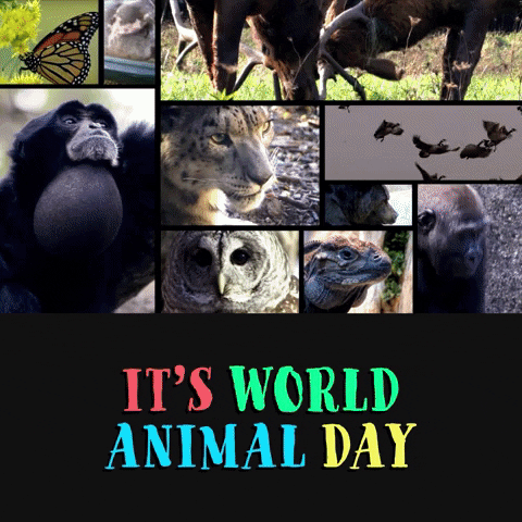World Animal Day GIF by Sealed With A GIF