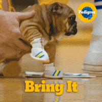 Dog Food GIF by PEDIGREE US