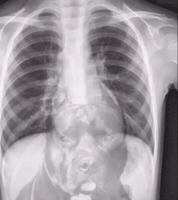 X-Ray Dog GIF