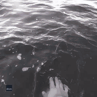 'Friendliest Dolphin' Bites Man's Hand During Close Encounter at Noosa
