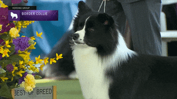Border Collie Dogs GIF by Westminster Kennel Club
