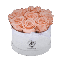 Valentine Love Sticker by Roses by Rose