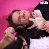 Star Wars Dog GIF by BuzzFeed