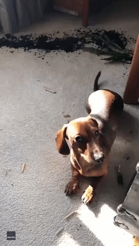 Dog Really Doesn’t Care That He Made Such a Mess