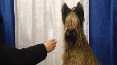 dog GIF by Westminster Kennel Club