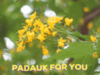 flower myanmar GIF