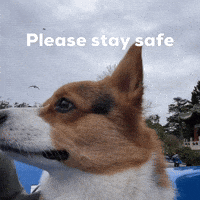 Dog Corgi GIF