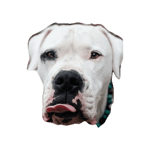 Puppy Dogoargentino Sticker by CollarCrafts