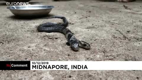 Snake No Comment GIF by euronews