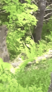 nature GIF