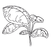 Mood Flower Sticker