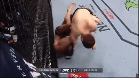 final match bear GIF