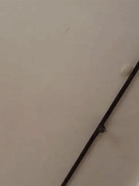 framebeta GIF