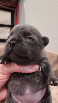French Bulldog Thank You GIF by Grandiose Frenchies
