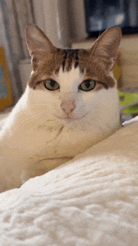 Baobao GIF