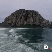 Marine Life Summer GIF by Shark Week