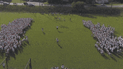 lu lancer GIF by Longwood University