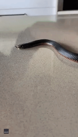 Snake Catcher's Surprise as Red Belly 'Comes Back to Life'
