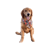 Golden Retriever Villain Sticker by Geekster Pets