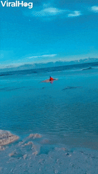 Family Finds Dad Relaxing in a Hole at the Beach