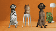 Cero Muyguau GIF by Movistar+