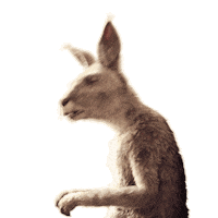 Kangaroo Kanguru Sticker by Die Känguru Chroniken