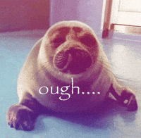 nikotoba meme seal tuff niko GIF