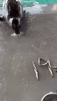 Harbour Seal Birthday GIF by Valley Zoo Development Society