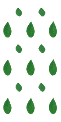 moringa Sticker by MoringaPowder.com