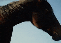 Ditto GIF by Aries