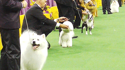 dog GIF by Westminster Kennel Club