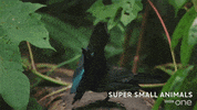 bbc cute animal bbc creature GIF