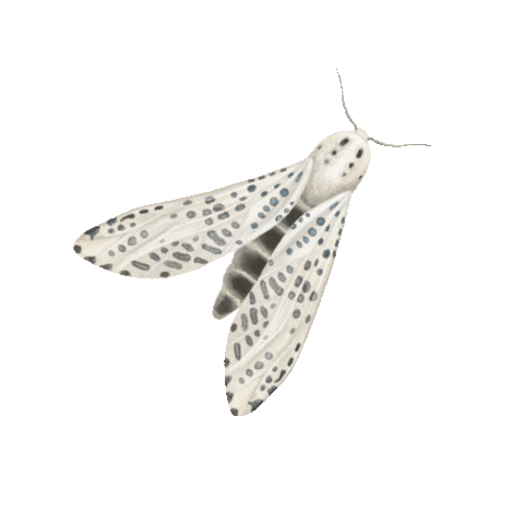 sofiaiva giphyupload happy fun nature Sticker