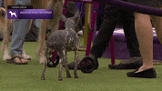 Dogs GIF by Westminster Kennel Club