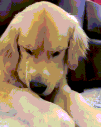 li ck GIF