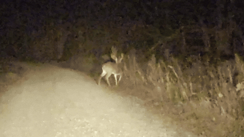 MOhunting giphyupload GIF