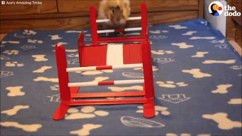 GIF by The Dodo