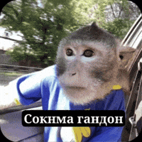 Monkey GIF