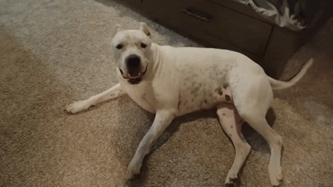Sport Dog GIF by UFC