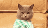 GIF by Silwale