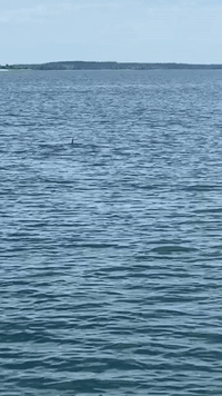 Family in Awe as Huge Shark Swims Alongside Boat in Nova Scotia