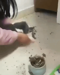 danbuzan giphyupload cat cleaning mess GIF